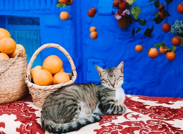 The Most Instagrammable Photo Spots in Chefchaouen • The Blonde Abroad