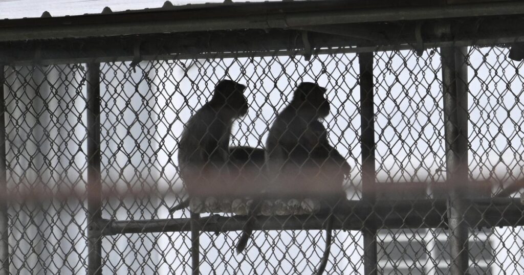 Animal rights groups question Trump administration’s commitment to cut back on primate experiments