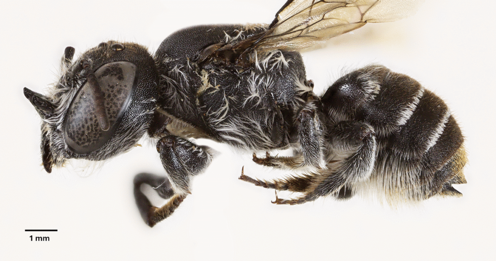 Scientists discover new “lucifer” bee with devil-like horns lurking in critically endangered wildflower in Australia