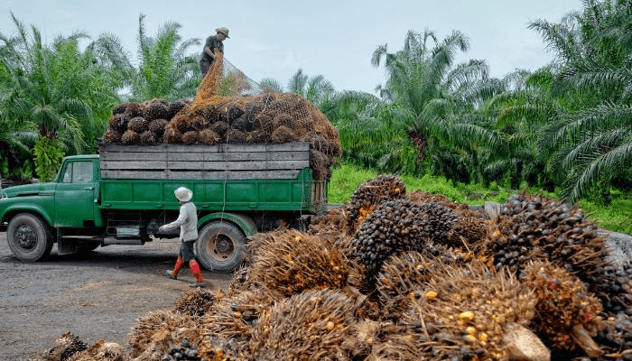 Food security or temporary relief? The battle for Nigeria’s oil-seed future